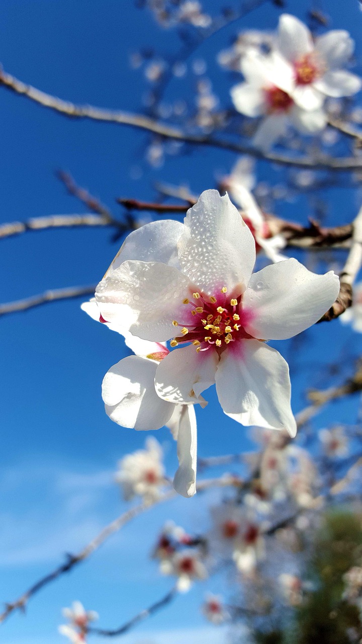 La importancia de la almendra española a nivel mundial - Manolet Almonds
