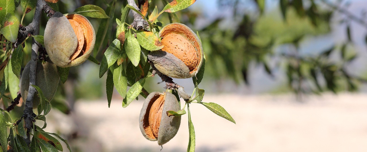 La importancia de la almendra española a nivel mundial - Manolet Almonds