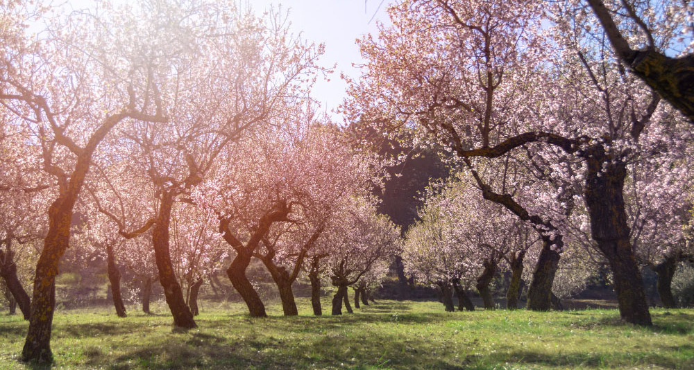 Agricultura regenerativa almendra