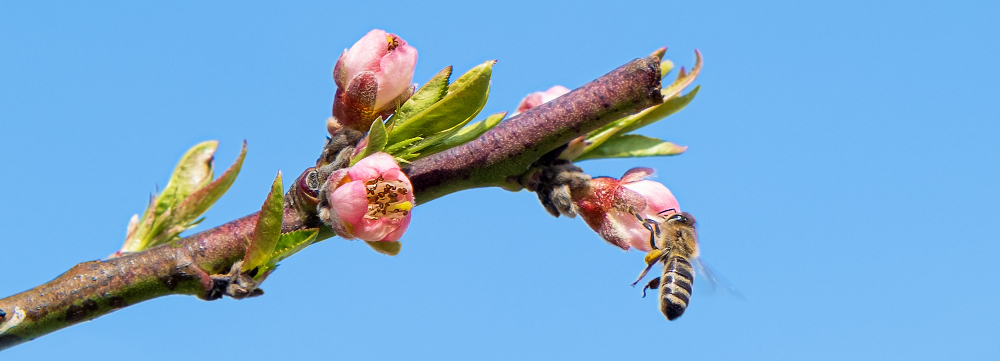 polinizadores cultivo almendro