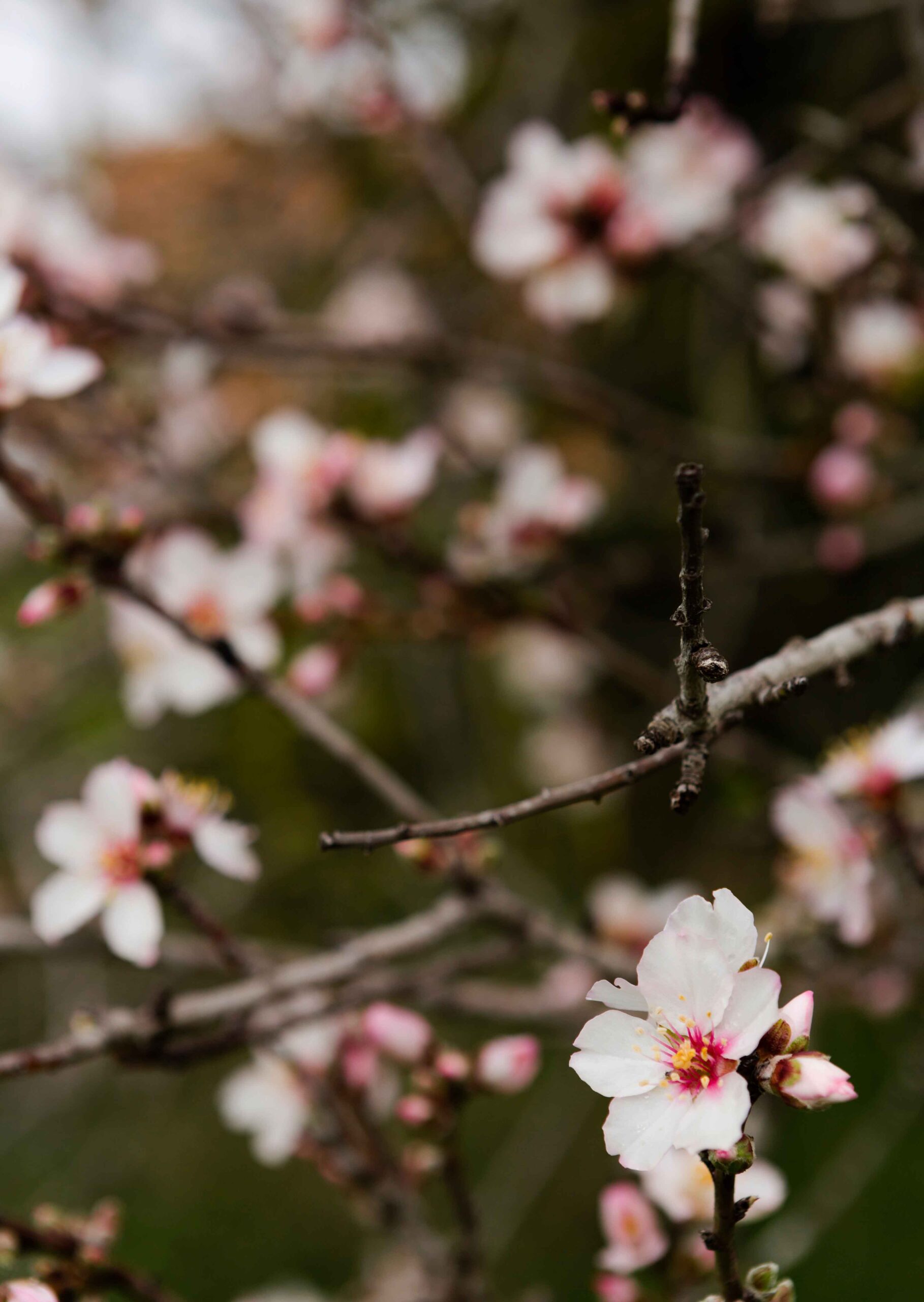 La agricultura regenerativa en el sector de la almendra - Manolet Almonds