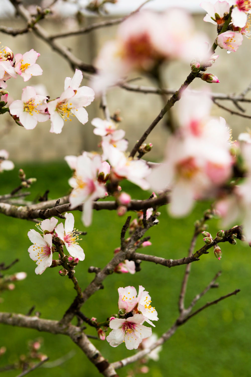climate change almond
