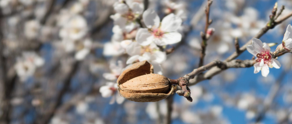 cambio climático almendra